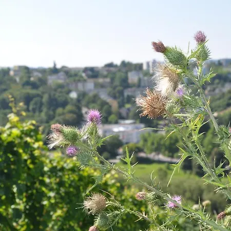 Alembra - Wein Style 3* Τρίερ